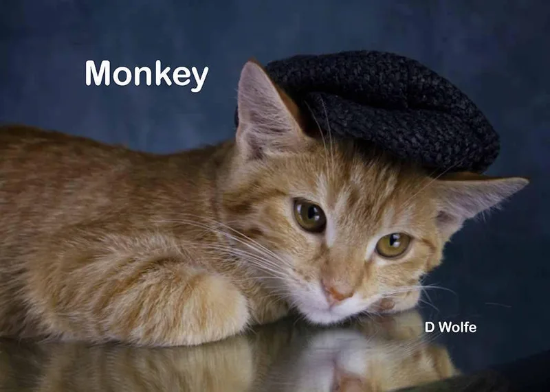 Monkey thumbnail 2