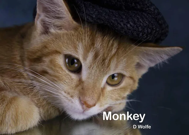 Monkey thumbnail 3