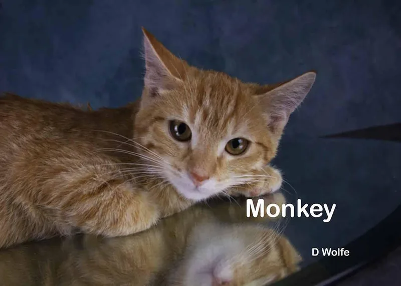 Monkey thumbnail 4