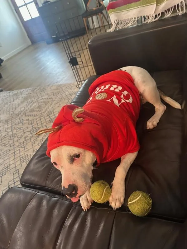 An adult large-sized female Bull Terrier dog named Cranberry for adoption in Austin, TX