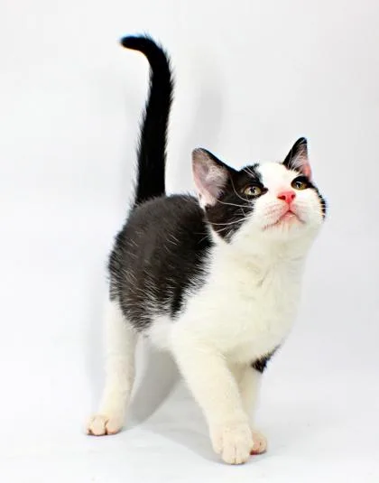 A baby small-sized male Domestic Short Hair cat named Levi for adoption in Morton Grove, IL