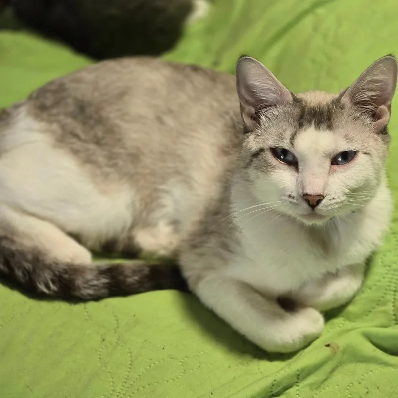 A young small-sized female White Siamese cat named Tess for adoption in Grantsville, UT