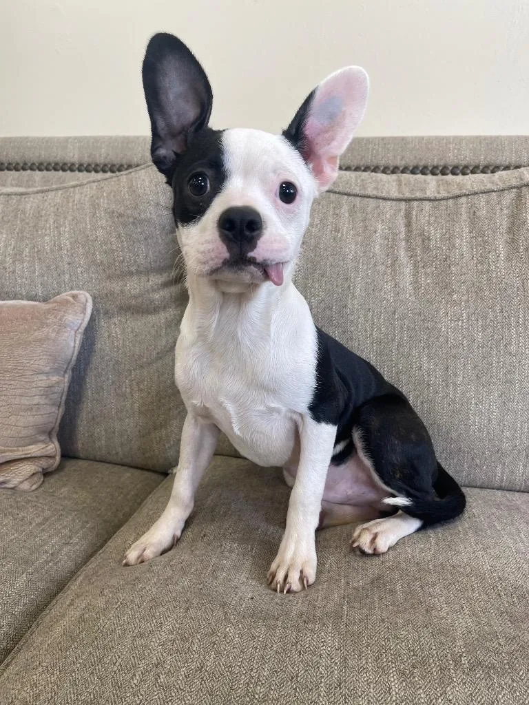 A baby small-sized male Mixed Breed dog named Kasey for adoption in Thousand Oaks, CA