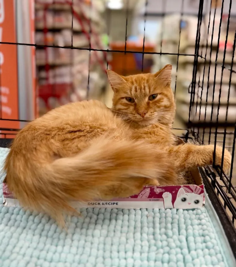 A baby large-sized male Domestic Medium Hair cat named Fuego for adoption in Augusta, GA