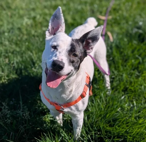 A young medium-sized female Australian Cattle Dog / Blue Heeler dog named Helena for adoption in Santa Rosa, CA