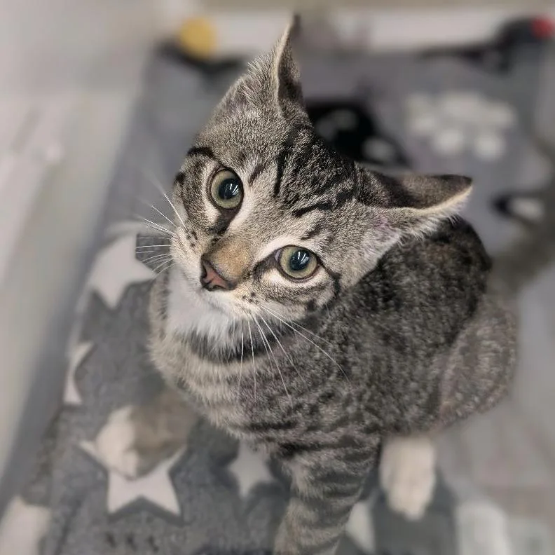 A baby small-sized male Brown / Chocolate Domestic Short Hair cat named Owen for adoption in Hamburg, NY