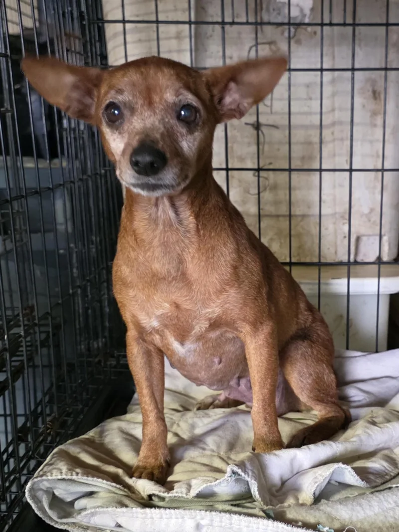 An adult small-sized female Red / Chestnut / Orange Miniature Pinscher dog named Pumpkin for adoption in Diamond, OH