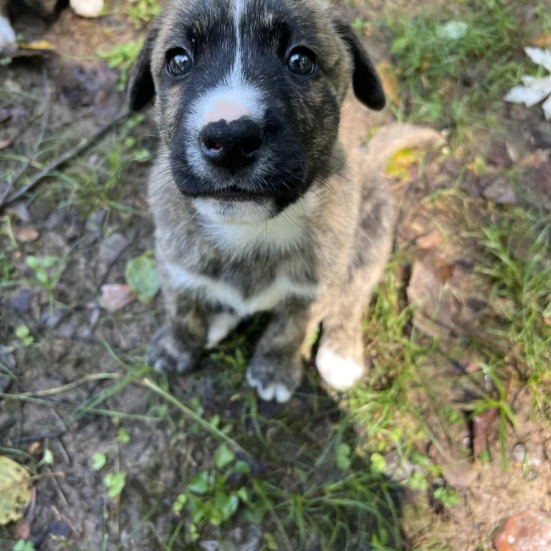 A baby medium-sized male Aussiedoodle dog named Charlie for adoption in Cordova, TN