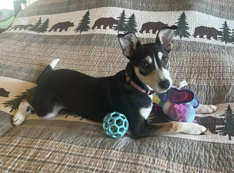 A baby small-sized female Mixed Breed dog named Trixie for adoption in Ellijay, GA