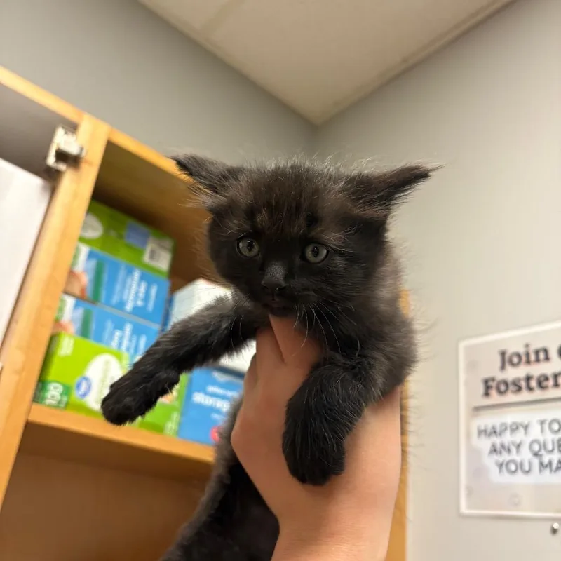 A baby small-sized male Domestic Medium Hair cat named Jinx for adoption in Chattanooga, TN