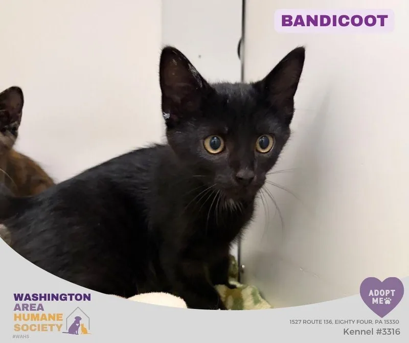 A baby small-sized male Black Domestic Short Hair cat named Bandicoot for adoption in Eighty Four, PA