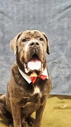 An adult extra large-sized male Brown / Chocolate Mixed Breed dog named Butch for adoption in Hamilton, OH