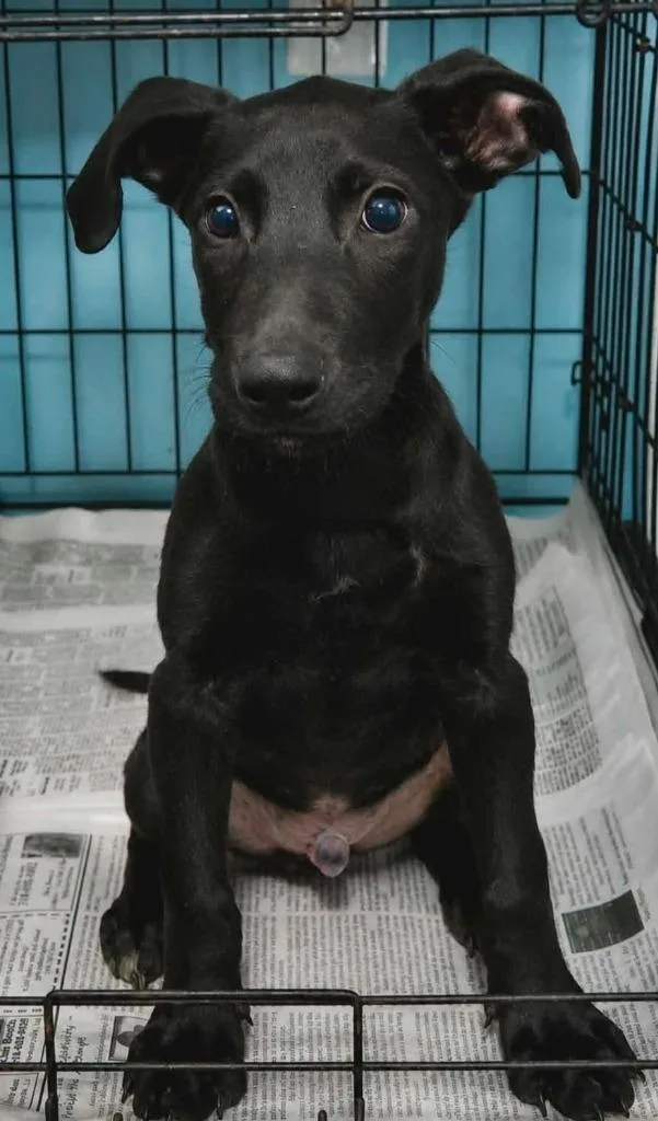 A baby medium-sized male Labrador Retriever dog named Dale for adoption in El Dorado, AR