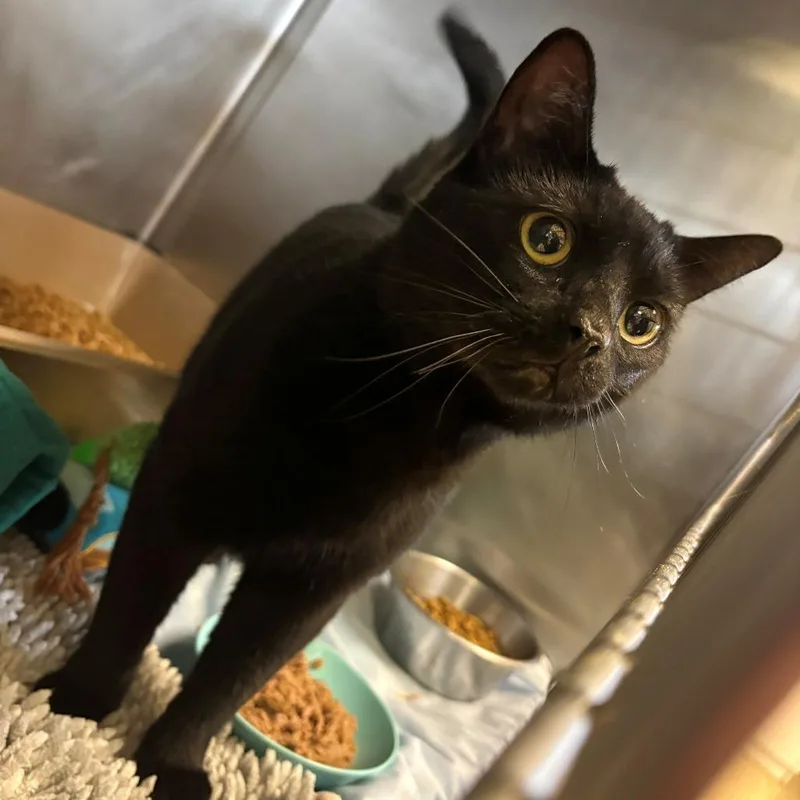 An adult small-sized female Domestic Short Hair cat named Melon for adoption in Chehalis, WA