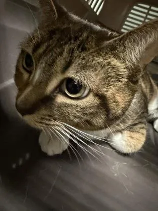 An adult large-sized female Domestic Short Hair cat named Bella for adoption in Lowell, MA
