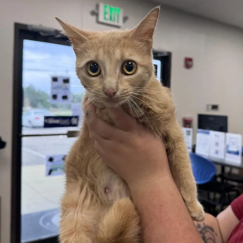 A young medium-sized female Cream / Ivory Domestic Short Hair cat named Francis Ann for adoption in Columbiana, AL