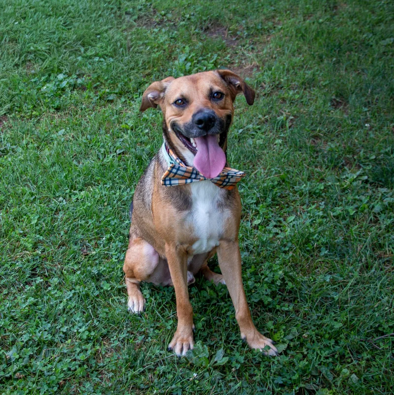A young medium-sized male Golden Black Mouth Cur dog named Mr. Handsome Hansel for adoption in Houston, TX