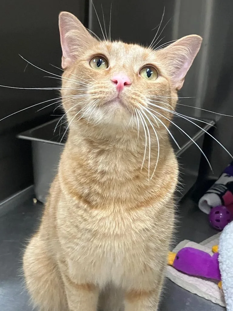 A young large-sized male Domestic Short Hair cat named Buddy for adoption in Lunenburg, MA