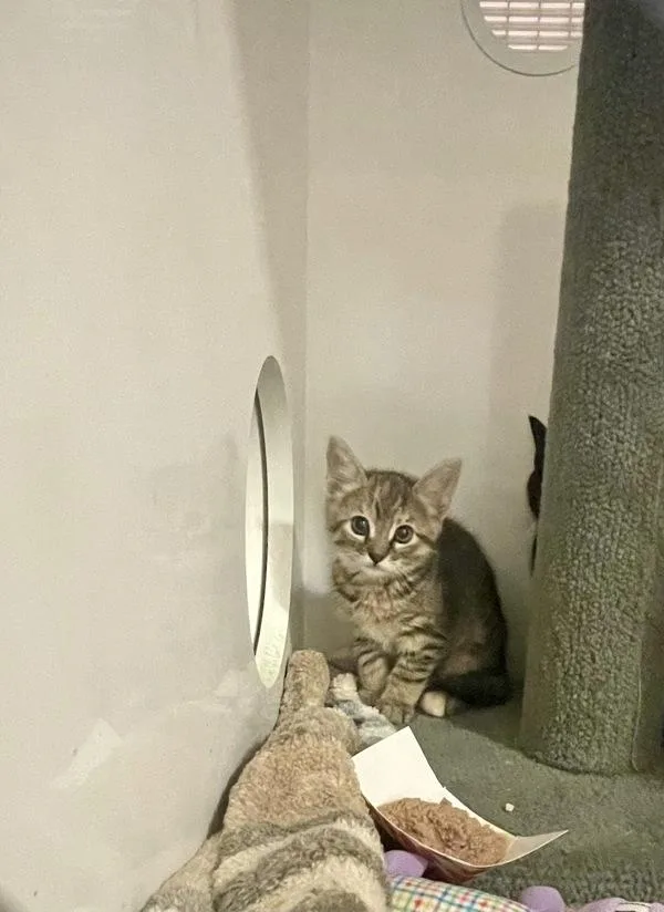A baby small-sized female Domestic Short Hair cat named Honda Odyssey for adoption in Oceanside, CA