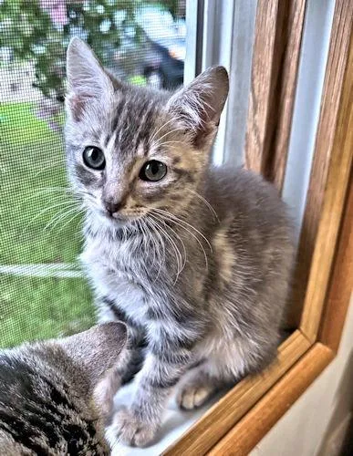 A baby medium-sized male Tabby (Gray / Blue / Silver) Tabby cat named Mouse for adoption in Rutherfordton, NC