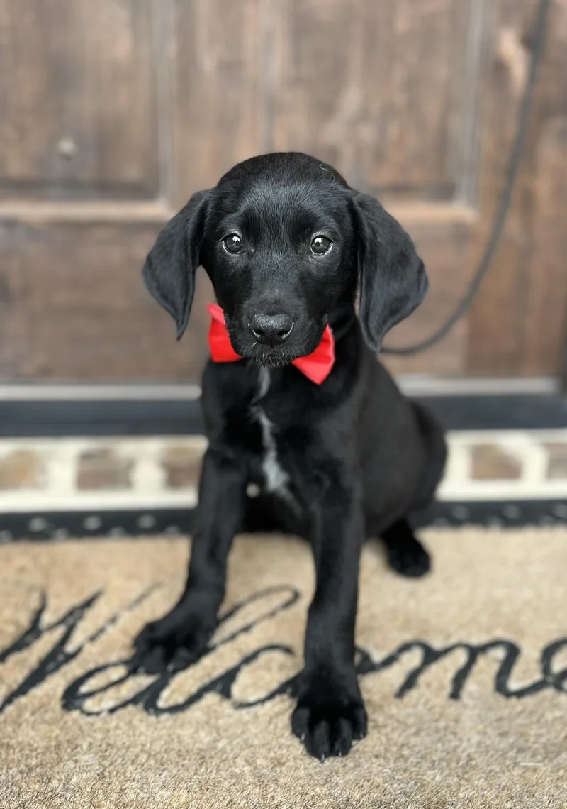 Albie