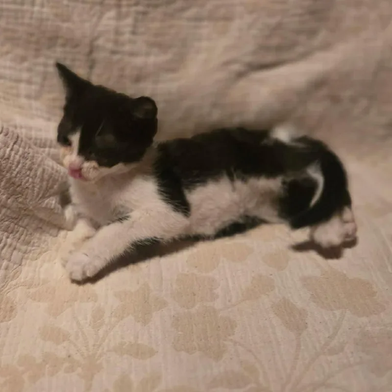 A baby medium-sized female Black & White / Tuxedo Domestic Short Hair cat named Babe for adoption in Aberdeen, NC