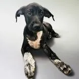 A young medium-sized female Greyhound dog named Pennywise for adoption in Portsmouth, OH