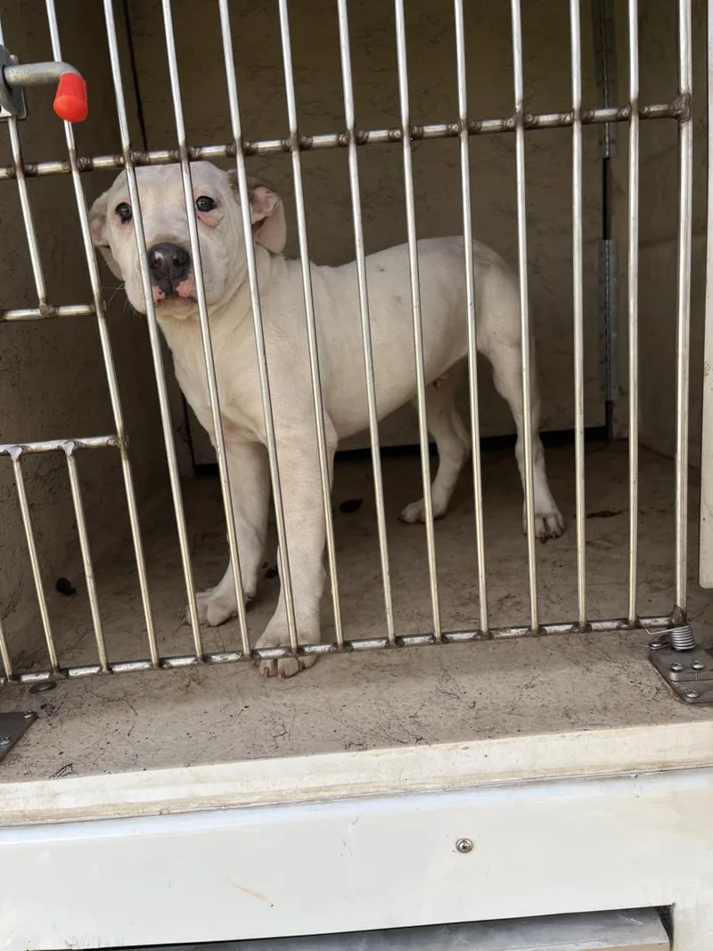 A young small-sized male Staffordshire Bull Terrier dog named Black Nose for adoption in Oklahoma City, OK
