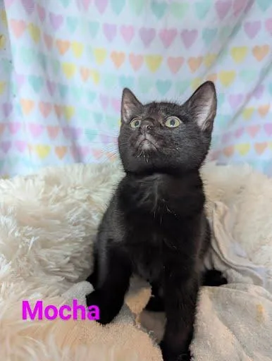 Mocha thumbnail 2