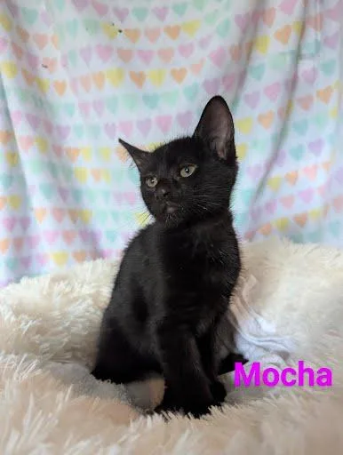 Mocha thumbnail 3