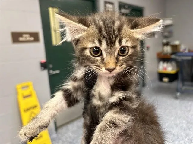 A baby small-sized female Domestic Medium Hair cat named Sydney for adoption in Thousand Palms, CA