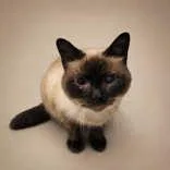 An adult medium-sized female Lilac Point Siamese cat named Baby for adoption in Portsmouth, OH