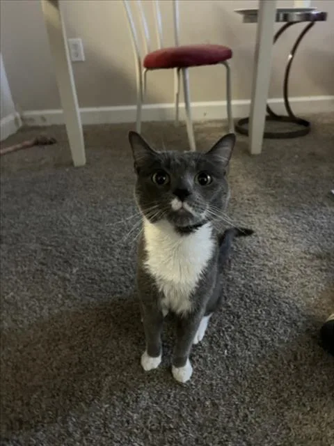 An adult medium-sized male Domestic Short Hair cat named Bullet for adoption in Derwood, MD