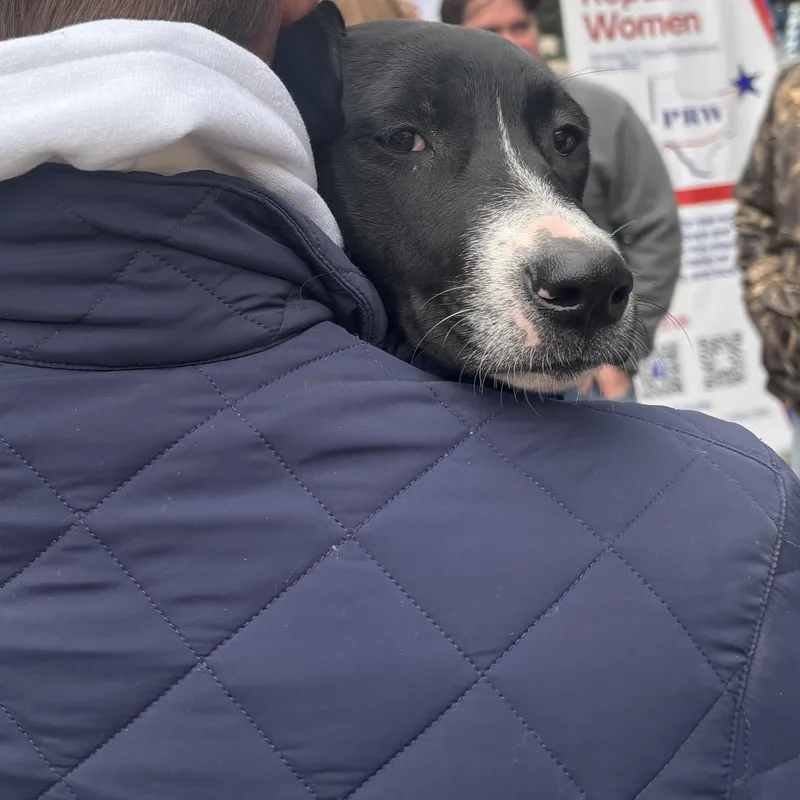 Puppies! thumbnail 3