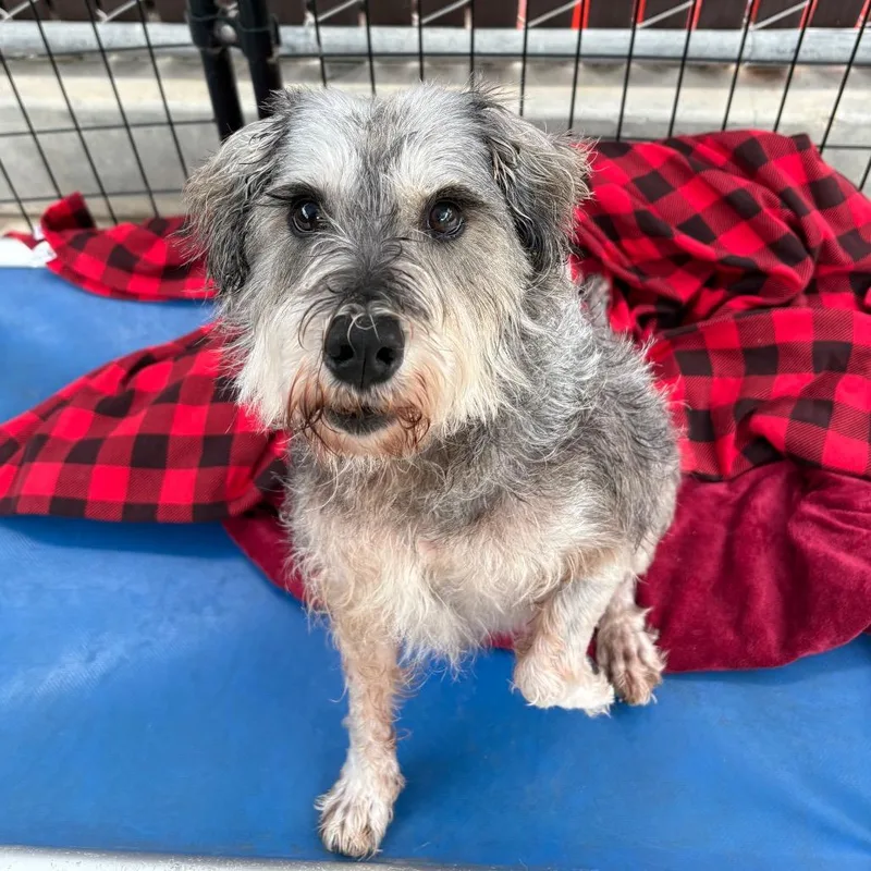 A senior medium-sized male Gray / Blue / Silver Schnauzer dog named Sherman for adoption in Santa Barbara, CA