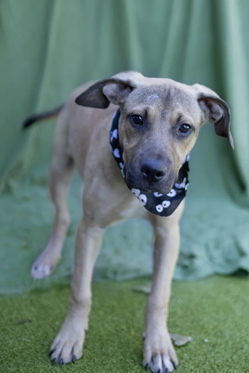 A baby medium-sized male Black Labrador Retriever dog named Cooper for adoption in Whitestown, IN