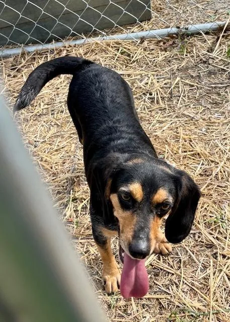 A young small-sized female Dachshund dog named Stevie Nicks for adoption in Princeton, IN