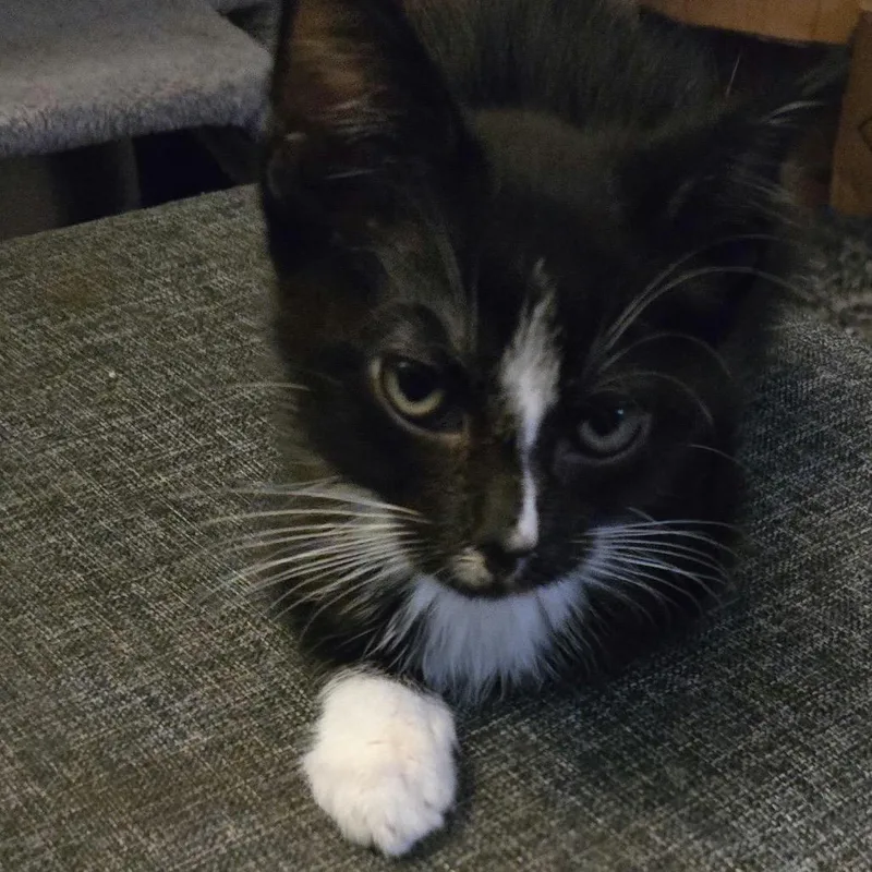 A baby small-sized male Black Domestic Short Hair cat named Mystery for adoption in Middle Village, NY
