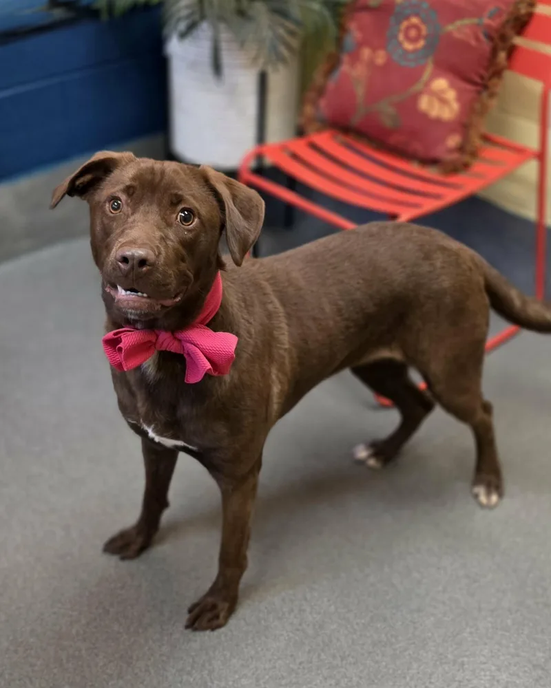 Magnolia thumbnail 2