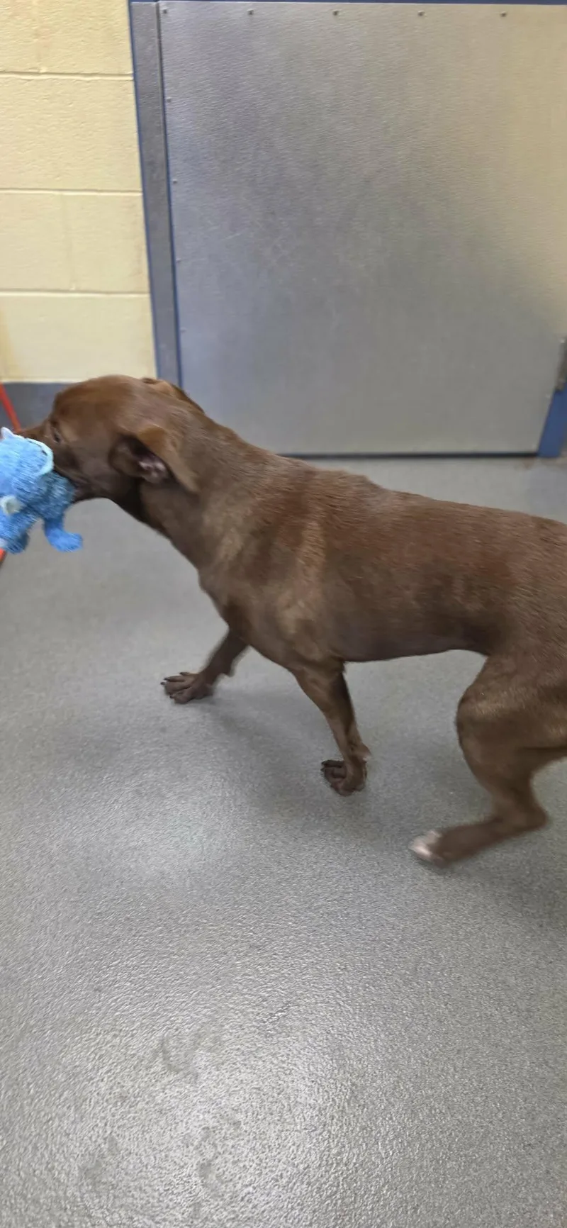 Magnolia thumbnail 4