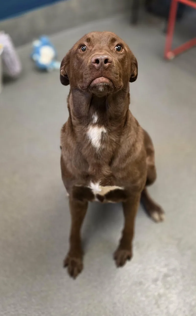 Magnolia thumbnail 5