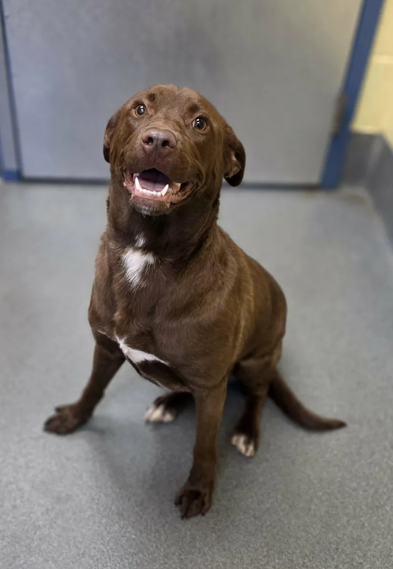 Magnolia thumbnail 6