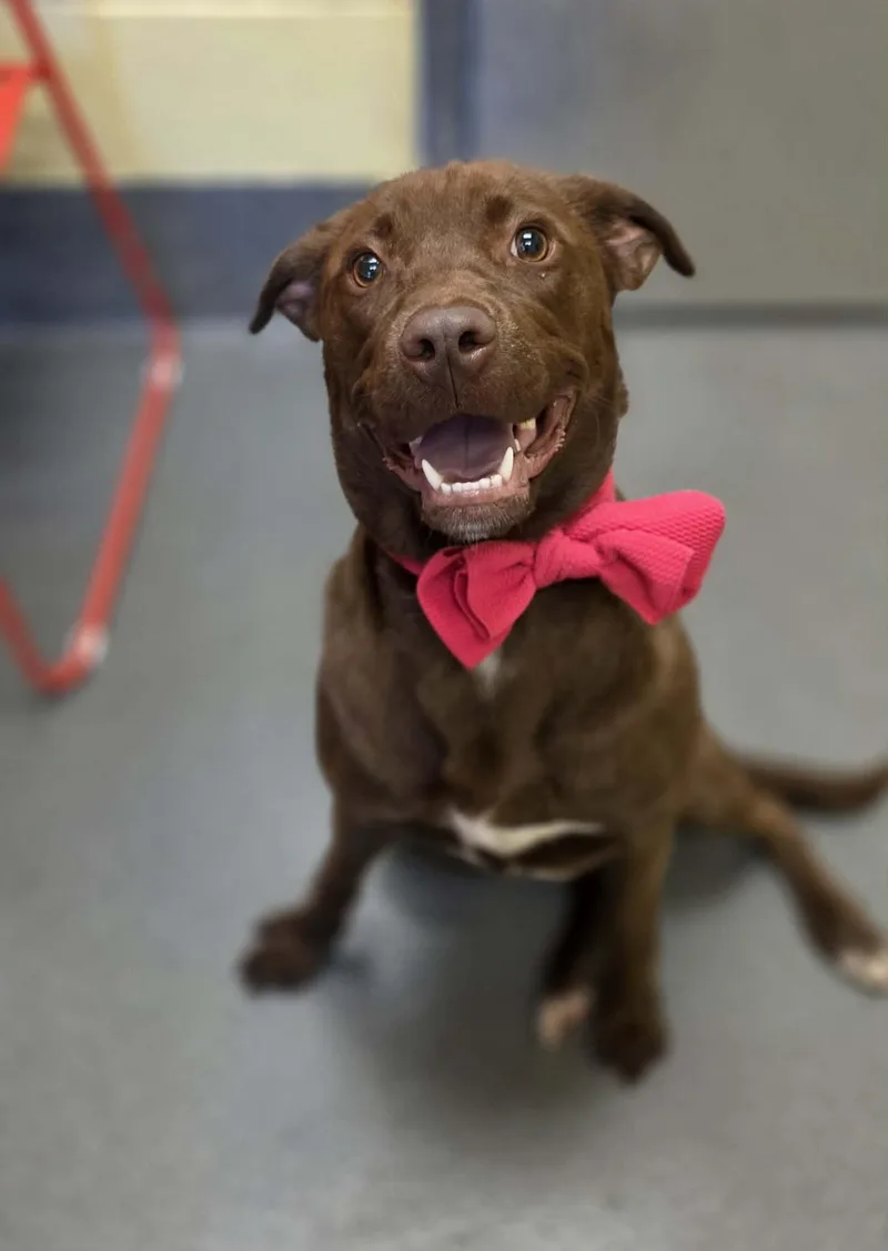 A young medium-sized female Brown / Chocolate Chocolate Labrador Retriever dog named Magnolia for adoption in Amherst, VA