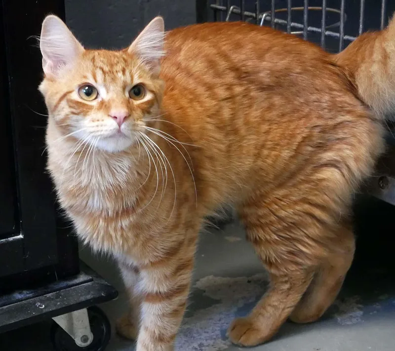 A young small-sized male Domestic Medium Hair cat named Bun Bun for adoption in Bloomingdale, NJ