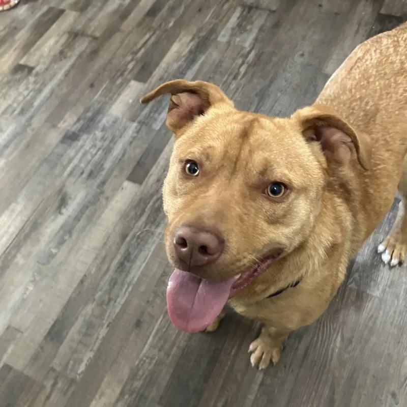 A young large-sized male Yellow / Tan / Blond / Fawn Mixed Breed dog named Scooby Doo for adoption in Sequatchie, TN
