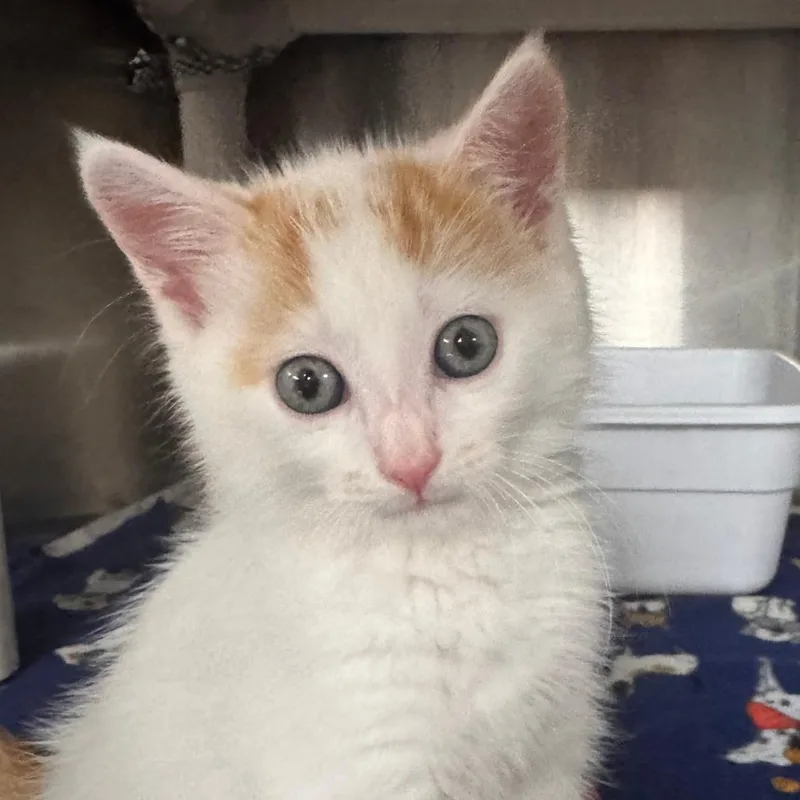 A baby small-sized male Orange / Red Domestic Short Hair cat named Donald for adoption in Marion, VA