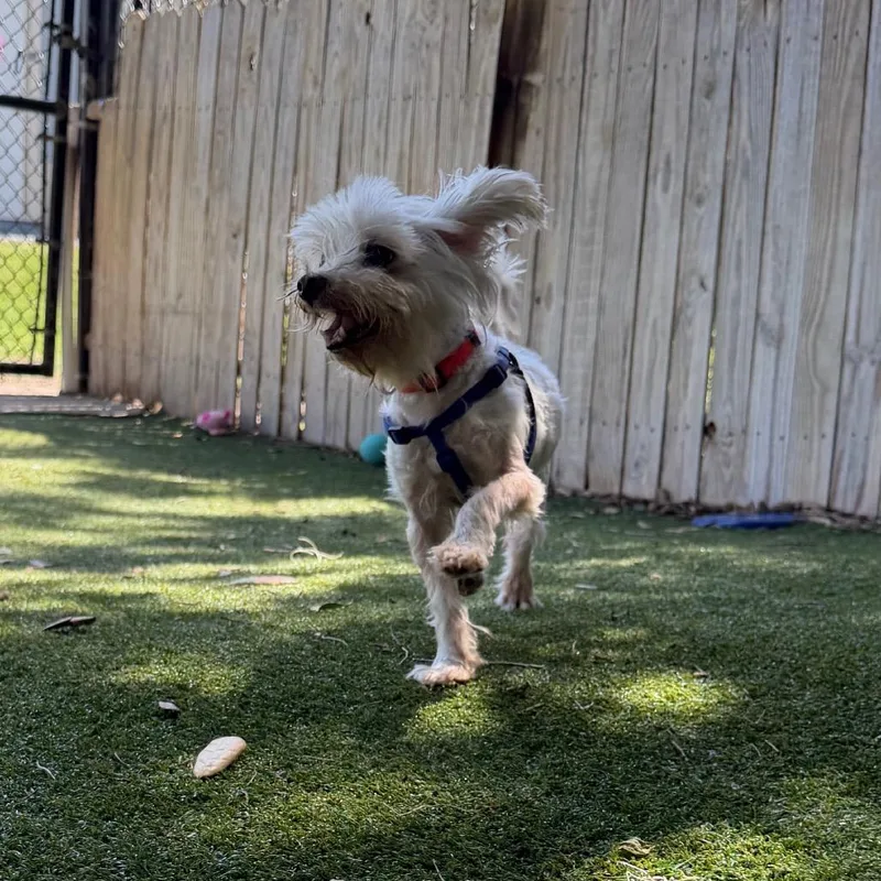 An adult small-sized male White / Cream Maltese dog named Tofu for adoption in Lakeland, FL