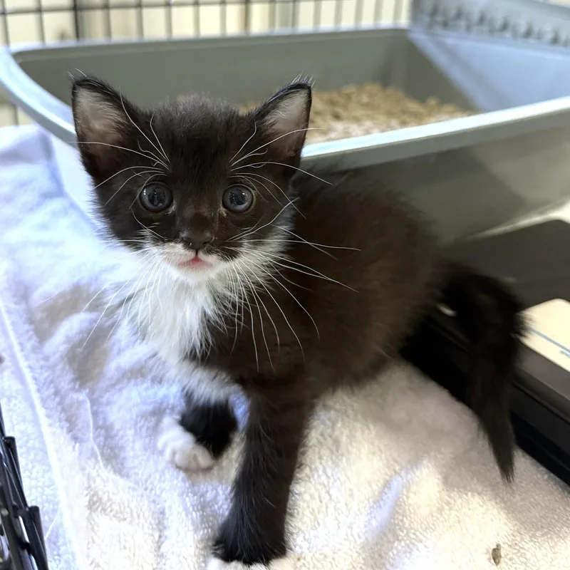 A baby small-sized female Black & White / Tuxedo Domestic Short Hair cat named Orchid for adoption in St. Cloud, FL