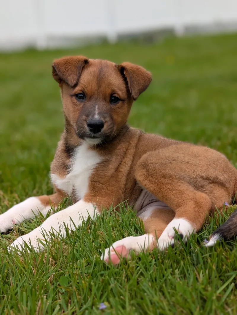 A baby large-sized female Tricolor (Brown, Black, & White) Mixed Breed dog named Wilma for adoption in Cooperstown, NY