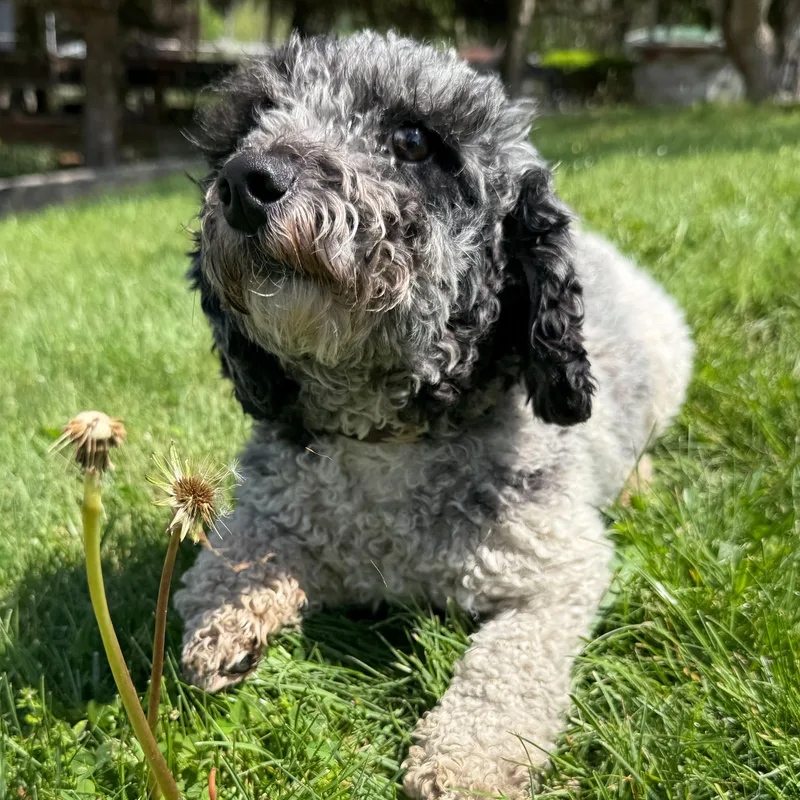 A young small-sized female Merle (Blue) Poodle dog named Dory for adoption in Latrobe, PA